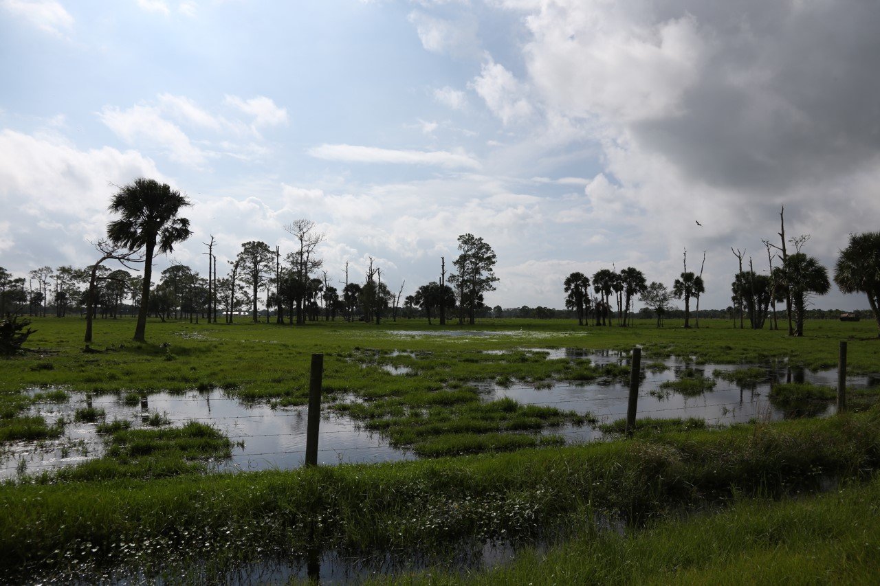 North of Lake Okeechobee, cattle pastures were flooded by the heavy rainfall in October, followed by rain bands from Tropical Storm Eta in November.